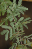 Acacia baileyana 'Purpurea' RCP08-05 004.jpg